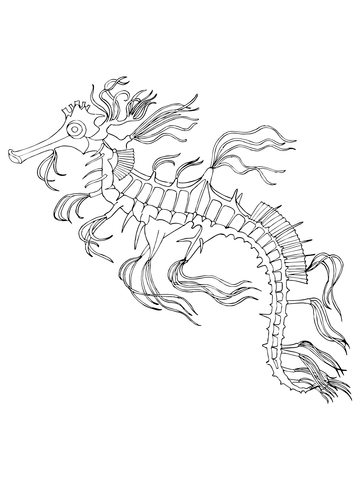 Sea Horse Coloring Page